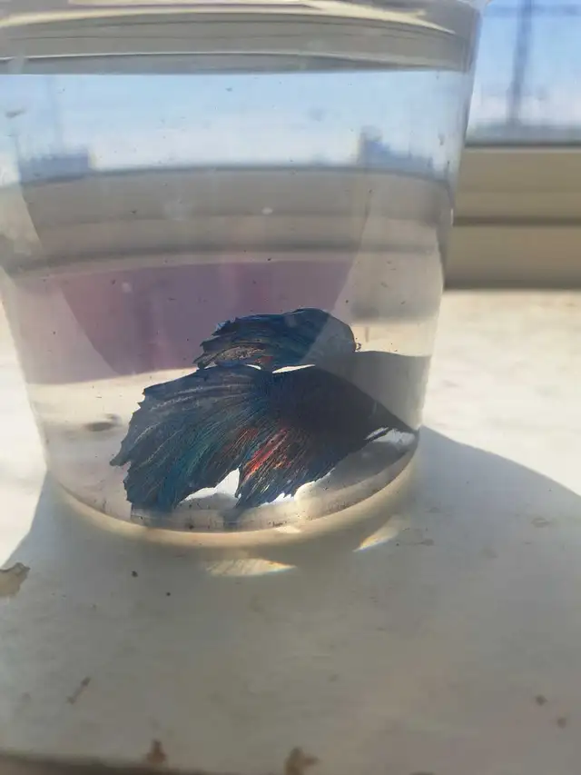 Betta Fish in Fish for Rehoming in Owen Sound - Image 2