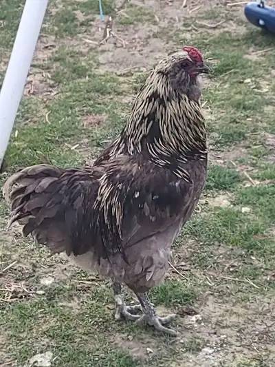 Easter Egger rooster , View more