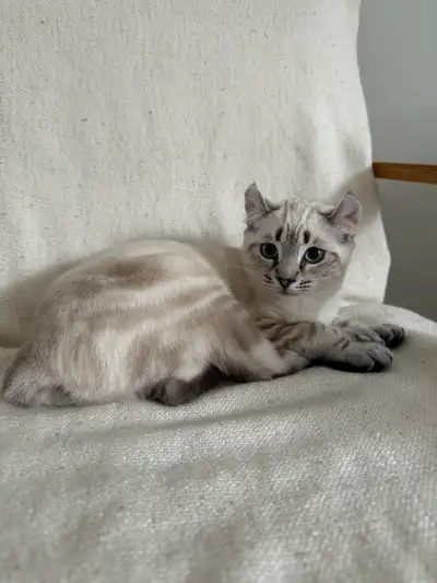 Jeune couple highland lynx Femelle 3 gênes Mâle 2 gênes Pattes polydactyles Mâle reproducteur Naissa...