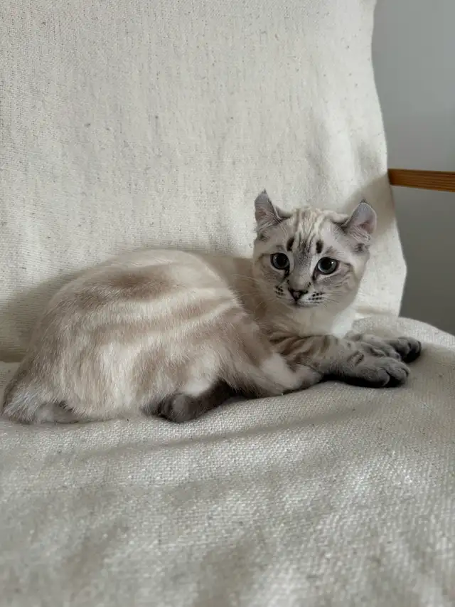 highland lynx  in Cats & Kittens for Rehoming in Trois-Rivières - Image 2