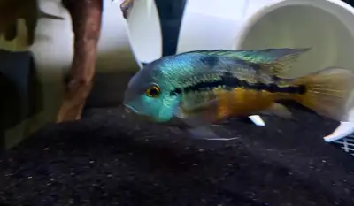 Nicaraguan Cichlid, View more