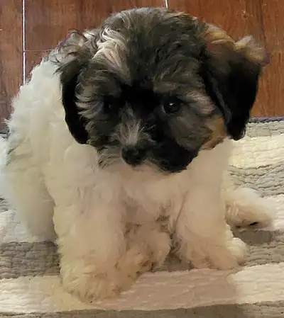 Havachon ( Bichon x Havanese)X Mini Poodle Ready July 12th., View more