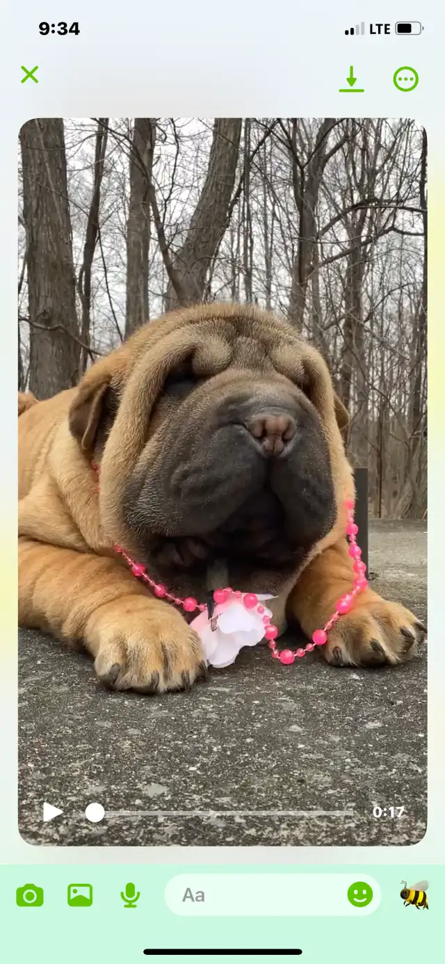 Sharpei in Dogs & Puppies for Rehoming in Longueuil / South Shore - Image 7