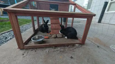 3 New Zealand bunnies for sale, two Black and one white. They are 3 months old. Two male and one fem...
