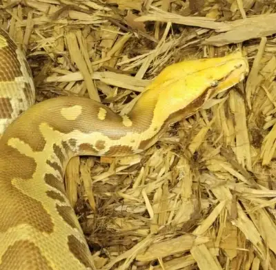 Adult male T+albino Sumatran Short-tailed Python!, View more