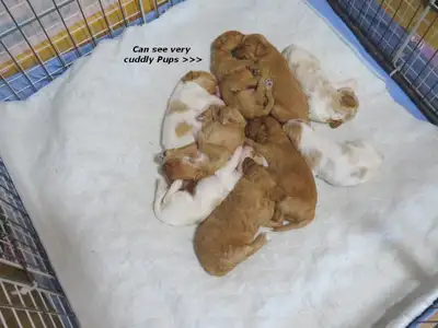 Mini Cavalier X Poodle PUPS Male / Females Reasonable, View more