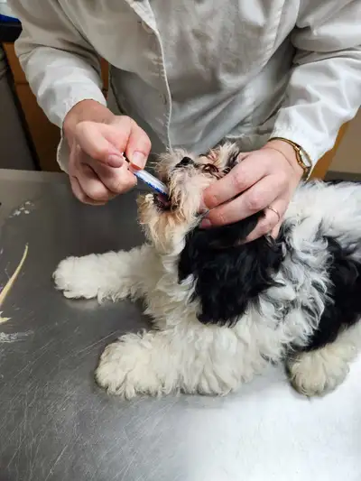Ready for there new home, 3 healty shih tzu bichon puppies,2 male black and whites and 1 female blac...