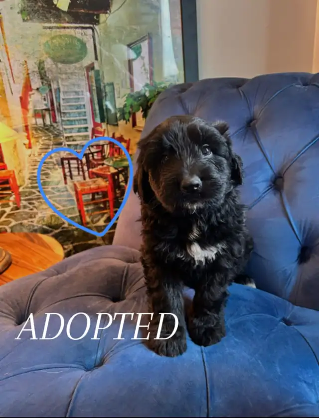 ALL ADOPTED White German Shepherd golden doodle puppies in Dogs & Puppies for Rehoming in Laval / North Shore - Image 3