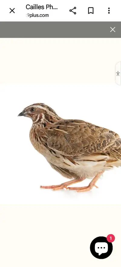 Je recherche des Cailles Pharaons. Je suis a Valcourt, mais je peux me déplacer à Sherbrooke, Notre-...