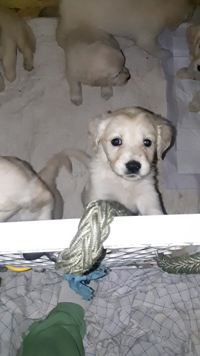 Pure English Cream Golden Retriever puppies in Dogs & Puppies for Rehoming in Peterborough