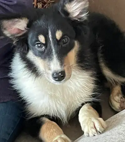 Puppy border ausie 4months, View more