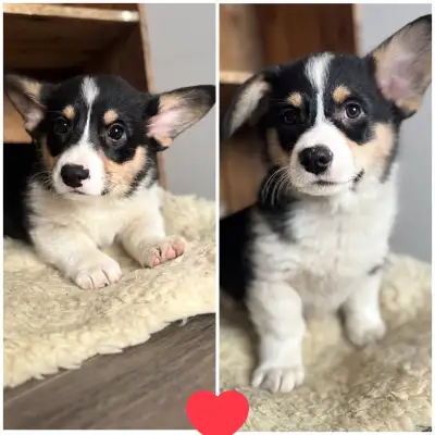 Corgi Welsh Pembroke, View more