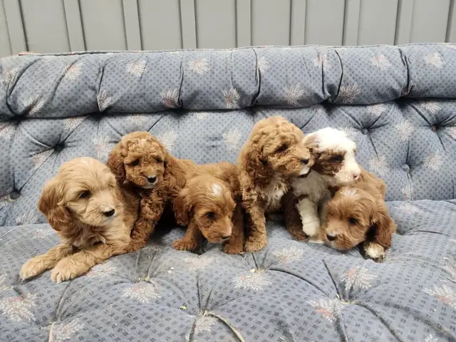 COCKAPOOO AND GOLDENDOODLE PUPPIES in Dogs & Puppies for Rehoming in Truro - Image 6
