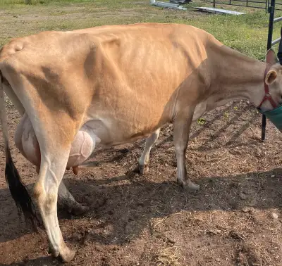 pure jersey family milk cow, View more