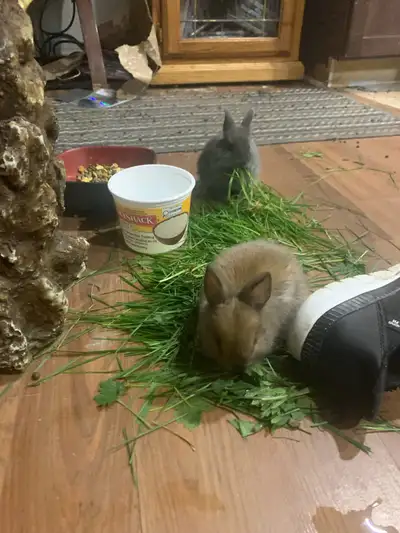 free bunnies , View more