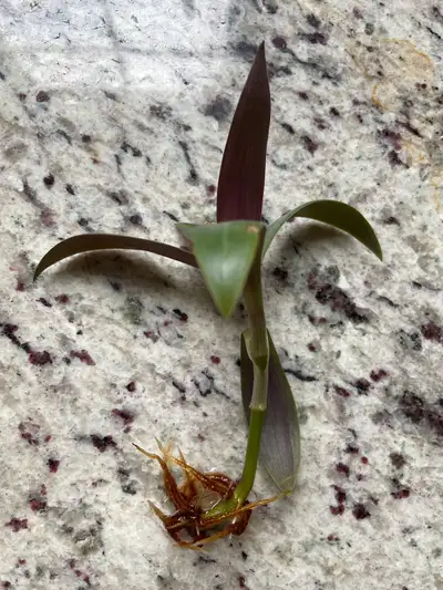 Plant for sale, View more