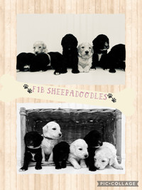 F1B Sheepadoodle Puppies! 