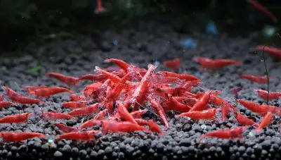 Red Cherry shrimp , View more
