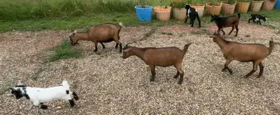 Small herd of 7 Nigerian Dwarf milking goats for sale, View more