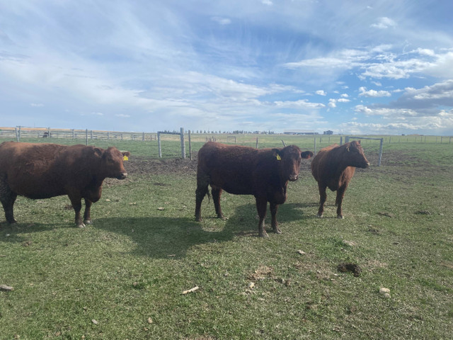 Cow calf pairs in Livestock in Calgary