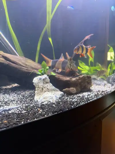 Clown Loach, View more