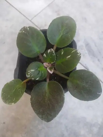 With pinkish variegation on the leaves.
