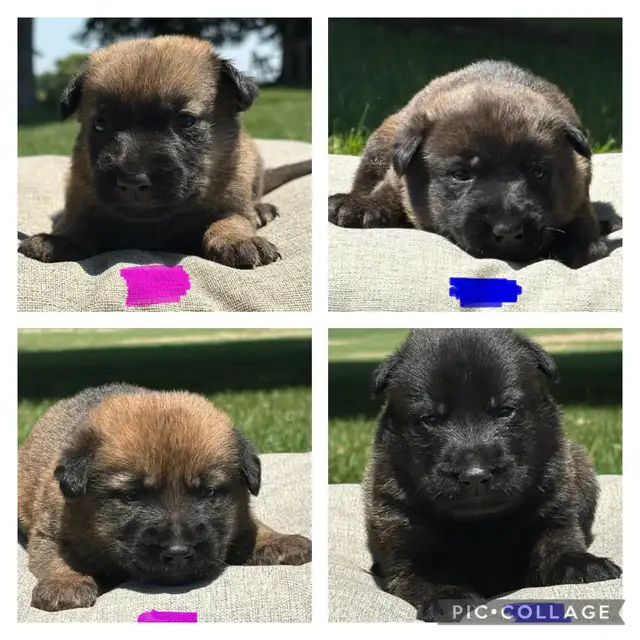 Malinois x Dutch Shepherd in Dogs & Puppies for Rehoming in Hamilton - Image 3