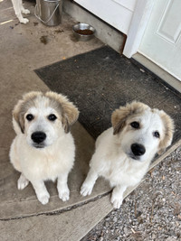 Pure bred Great Pyrenees puppies