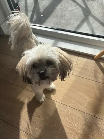 shitzu female , View more