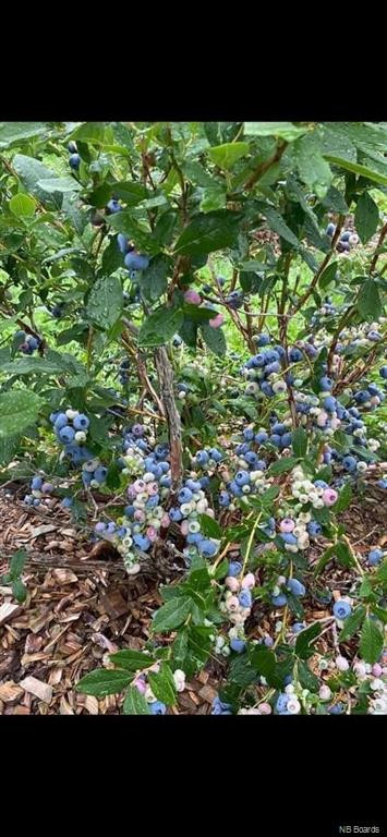 Blueberry farm 11.5 acres for sale in New Brunswick in Land for Sale in Calgary - Image 2