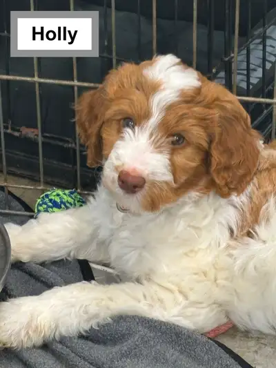 WAVENY GOLDENS - F1b Goldendoodle Puppies for Sale, View more