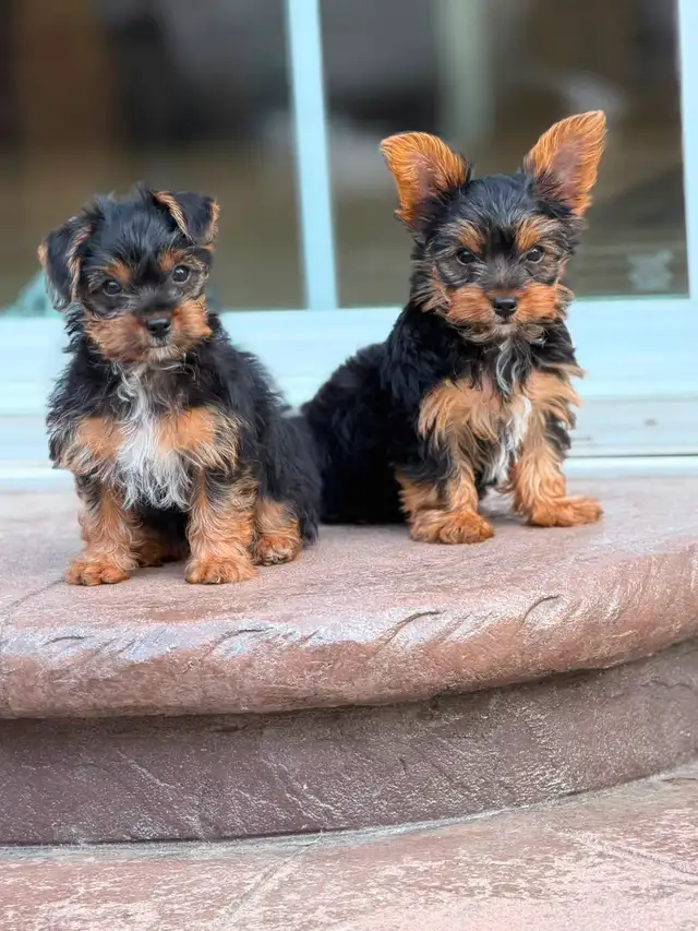 2 Toy Yorkies Puppies for sale in Dogs & Puppies for Rehoming in City of Toronto - Image 2