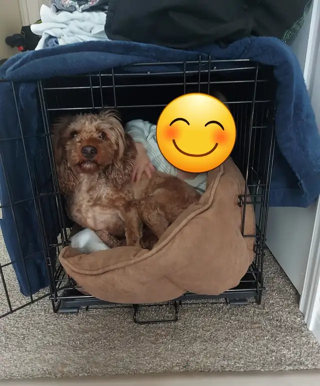 Cockapoo Dog for Rehoming in Dogs & Puppies for Rehoming in Woodstock - Image 7