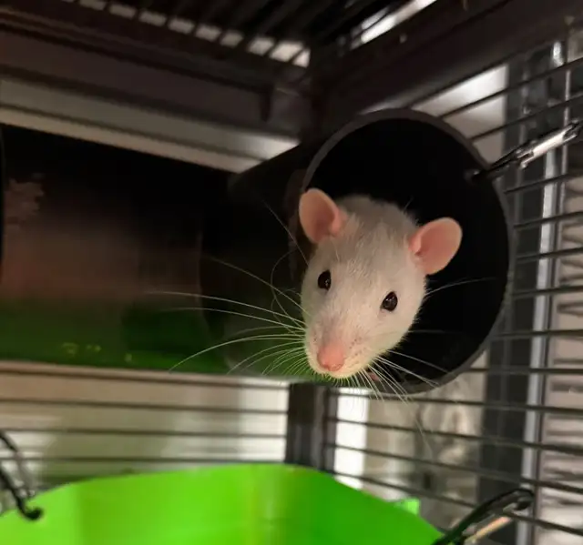 Friendly baby rats (3 months) looking for families | Small Animals for ...