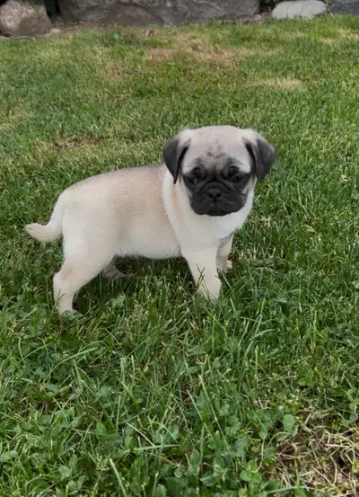 Pug Puppy, View more