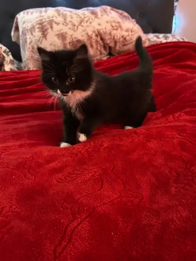 Kittens available. Himalayan/seal point mix, View more