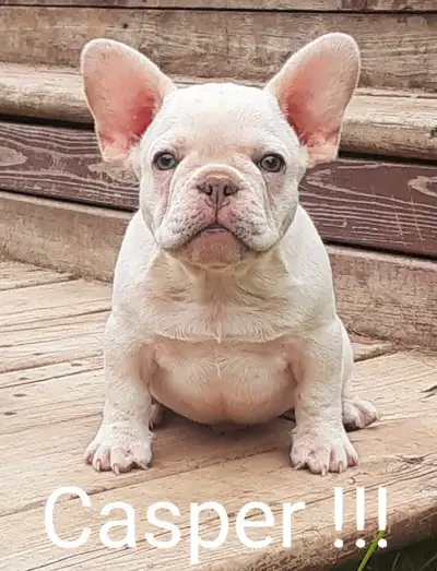 French bulldog / Bouledogue français !!!, View more