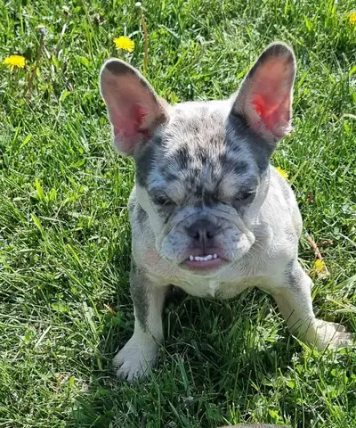 5 Month CKC French bulldog, View more