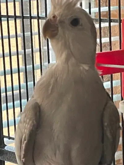 Cockatiel, View more