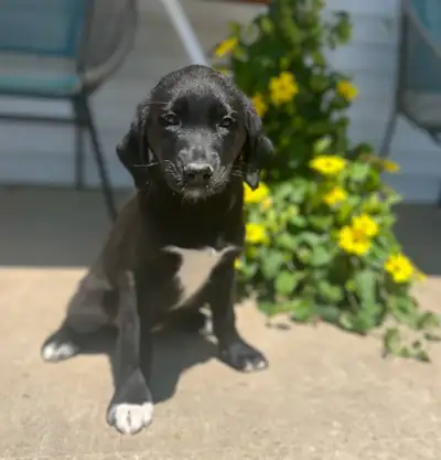 PLEASE CALL 705-995-5137 Absolutely Beautiful Lab mix puppies available. We have both Male and Femal...