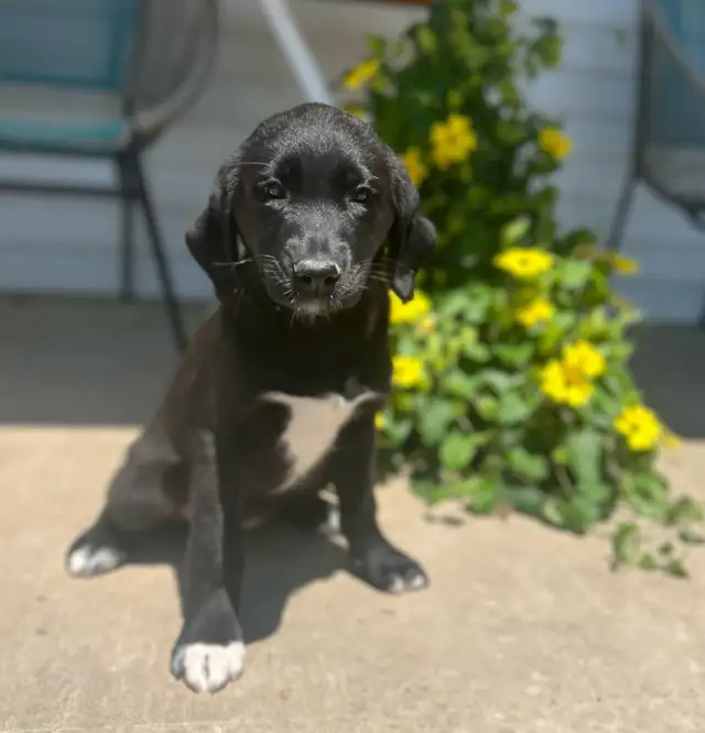 Lab Mix puppies please call 705-995-5137 in Dogs & Puppies for Rehoming in Barrie - Image 2