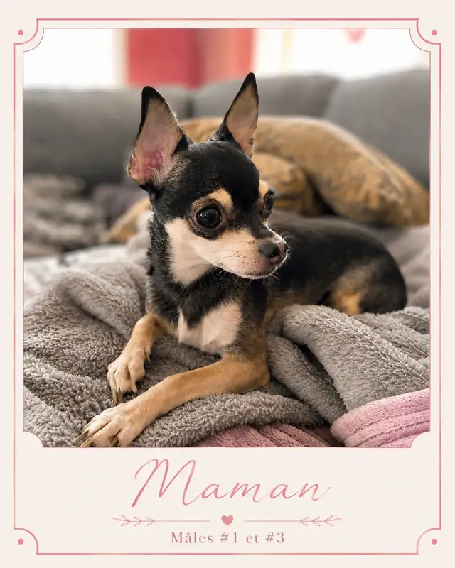 ♥️Chiots X Jack Russell x Chihuahua in Dogs & Puppies for Rehoming in Laurentides - Image 9