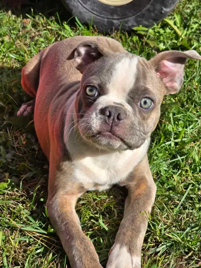 Chiots Boston Terrier, View more