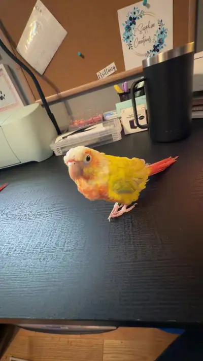 Suncheek Conure, View more