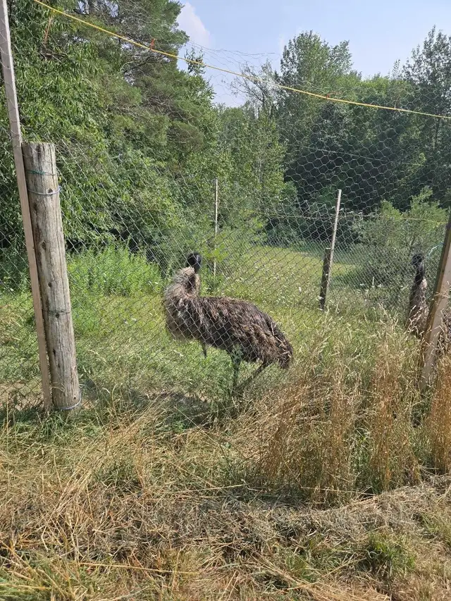 volunteer needed64208553564417120