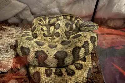 carpet Python for sale, View more