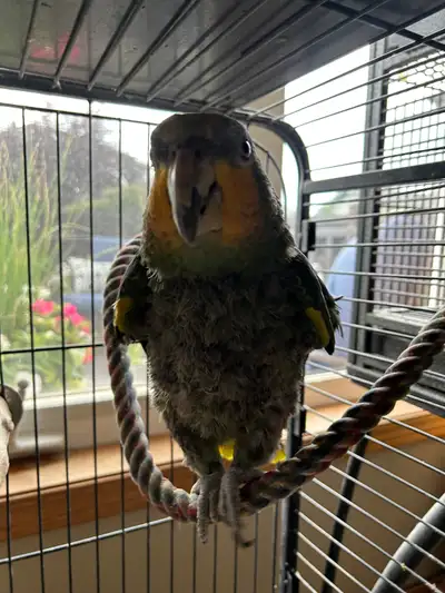 Parrot for sale with cage, View more