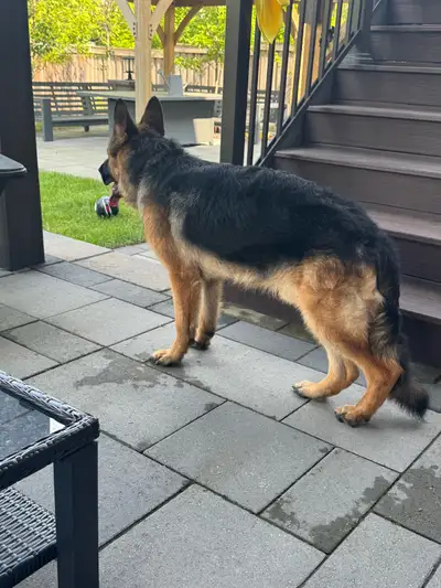Super gorgeous 9 months pure european shepherd need country home with some land Born September 2024...