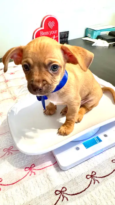 Beautiful litter of 5 Chihuahua puppies born on January 30, 2026, View more