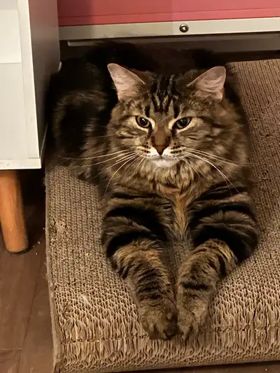 1 year old kitty looking for a forever home, View more